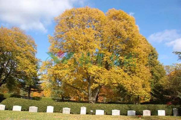 太阳城官网(中国)集团有限公司