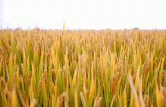 稻谷飘香迎有年|太阳城官网生产基地奏响丰收乐章