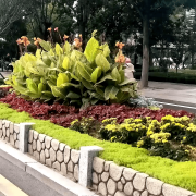 无机仿真石花箱：以永恒之名，，，塑未来之境